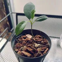 ガジュマルの種類（原種、品種）｜植物図鑑｜みんなの趣味の園芸