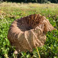 ハスの育て方・栽培方法|植物図鑑|みんなの趣味の園芸(NHK出版) ハスの育て方・栽培方法|植物図鑑|みんなの趣味の園芸(NHK出版)