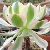 アエオニウムの育て方・栽培方法｜植物図鑑｜みんなの趣味の園芸（NHK