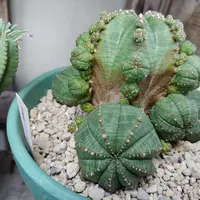 ユーフォルビア・シンメトリカの基本情報・育て方｜多肉植物