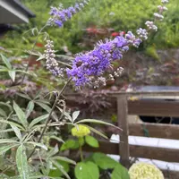 セイヨウニンジンボクとは｜育て方がわかる植物図鑑｜みんなの趣味の