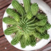ユーフォルビア孔雀丸の基本情報・育て方｜多肉植物・サボテン図鑑