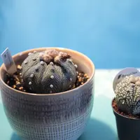 アストロフィツムストロンギロゴナムの基本情報・育て方｜多肉植物