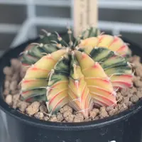ギムノカリキウム'デイドリーム'の基本情報・育て方｜多肉植物
