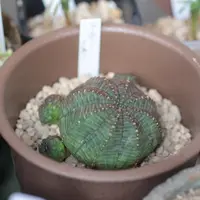 ユーフォルビア・ホリダの基本情報・育て方｜多肉植物・サボテン図鑑