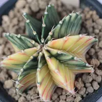 ギムノカリキウム'デイドリーム'の基本情報・育て方｜多肉植物