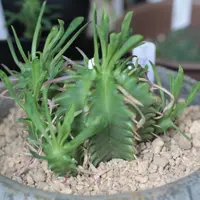 ユーフォルビア・ホリダの基本情報・育て方｜多肉植物・サボテン図鑑
