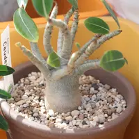 アデニウムとは｜育て方がわかる植物図鑑｜みんなの趣味の園芸（NHK出版）