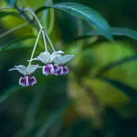 フウセントウワタの写真｜植物図鑑｜みんなの趣味の園芸