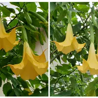エンジェルストランペットとは｜育て方がわかる植物図鑑
