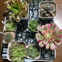 アエオニウムの育て方・栽培方法｜植物図鑑｜みんなの趣味の園芸（NHK