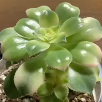 アエオニウムの育て方・栽培方法｜植物図鑑｜みんなの趣味の園芸（NHK