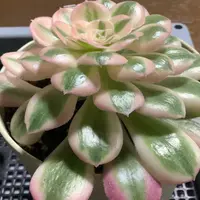 アエオニウムの種類（原種、品種）｜植物図鑑｜みんなの趣味の園芸