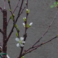 ユスラウメとは｜育て方がわかる植物図鑑｜みんなの趣味の園芸