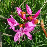 ミツバツツジの種類（原種、品種）｜植物図鑑｜みんなの趣味の園芸