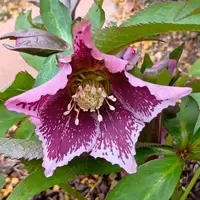 加藤農園さんのかぐや姫です。香りのあ「クリスマスローズ2020〜21