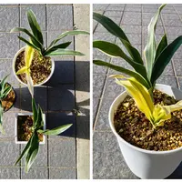 オモト（万年青）の写真｜植物図鑑｜みんなの趣味の園芸