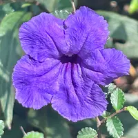 ルエリアの種類（原種、品種）｜植物図鑑｜みんなの趣味の園芸（NHK出版）