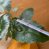 アロカシアのそだレポ(栽培レポート)|植物図鑑|みんなの趣味 アロカシアのそだレポ(栽培レポート)|植物図鑑|みんなの趣味