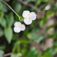 ブライダルベールの写真｜植物図鑑｜みんなの趣味の園芸