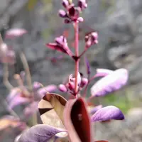 セイヨウニンジンボクとは｜育て方がわかる植物図鑑｜みんなの趣味の