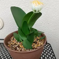 ハエマンサスの種類（原種、品種）｜植物図鑑｜みんなの趣味の