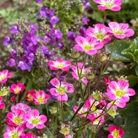 雲間草のそだレポ(栽培レポート)|植物図鑑|みんなの趣味の園芸 雲間草のそだレポ(栽培レポート)|植物図鑑|みんなの趣味の園芸