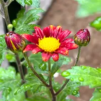 小ギク（小菊）の写真｜植物図鑑｜みんなの趣味の園芸