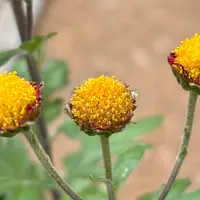 小ギク（小菊）の写真｜植物図鑑｜みんなの趣味の園芸