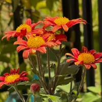 小ギク（小菊）の写真｜植物図鑑｜みんなの趣味の園芸