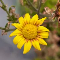 小ギク（小菊）の写真｜植物図鑑｜みんなの趣味の園芸