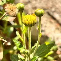 小菊圖 小ギク（小菊）の写真｜植物図鑑｜みんなの趣味の園芸