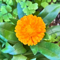 カレンデュラ（キンセンカ）の育て方・栽培方法｜植物図鑑｜みんなの