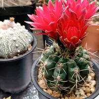 ギムノカリキウム緋花玉の基本情報・育て方｜多肉植物・サボテン図鑑