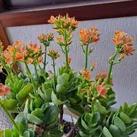 バラのようなカランコエ | キヨミのガーデニングブログ 長澤淨美