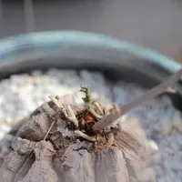 ディオスコレア亀甲竜の基本情報・育て方｜多肉植物・サボテン図鑑