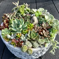 エケベリアとは｜育て方がわかる植物図鑑｜みんなの趣味の園芸