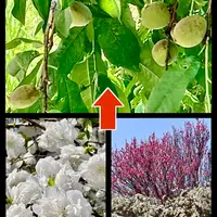 ハナモモとは｜育て方がわかる植物図鑑｜みんなの趣味の園芸