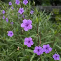 ルエリア　ruellia デモテープ ルエリア ruellia デモテープ