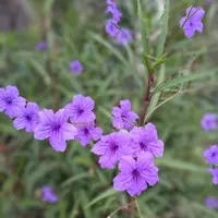 ルエリア　ruellia デモテープ ルエリア ruellia デモテープ ルエリア ruellia デモテープ