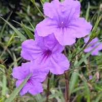 ルエリアの種類（原種、品種）｜植物図鑑｜みんなの趣味の園芸