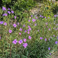 ルエリアの種類（原種、品種）｜植物図鑑｜みんなの趣味の園芸