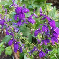 サワギキョウ（宿根ロベリア）とは｜育て方がわかる植物図鑑｜みんなの