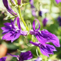 サワギキョウ（宿根ロベリア）とは｜育て方がわかる植物図鑑｜みんなの