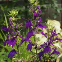 サワギキョウ（宿根ロベリア）とは｜育て方がわかる植物図鑑｜みんなの