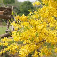 レンギョウとは｜育て方がわかる植物図鑑｜みんなの趣味の園芸（NHK出版）