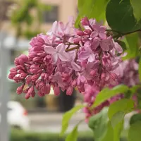 ライラックの苗木を植えた | kororin日記 - 楽天ブログ