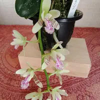 ナゴランの写真｜植物図鑑｜みんなの趣味の園芸