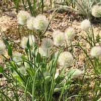 ラグラスとは|育て方がわかる植物図鑑|みんなの趣味の園芸 ラグラスとは|育て方がわかる植物図鑑|みんなの趣味の園芸