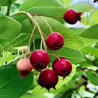 ジューンベリーの種類（原種、品種）｜植物図鑑｜みんなの趣味の